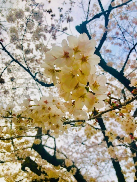 桜です
    </div>
    <!--//blogArea-->
    


</div>
<!--//contentArea-->

<div id=